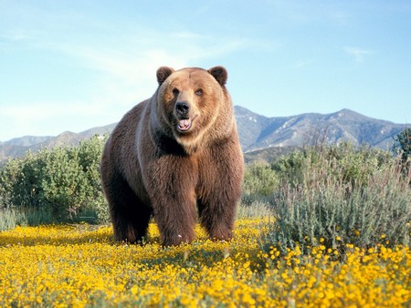 large bear - lovely, s