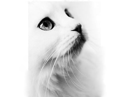 Simple Purity - animal, white, clean, cat