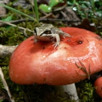 Toad Stool