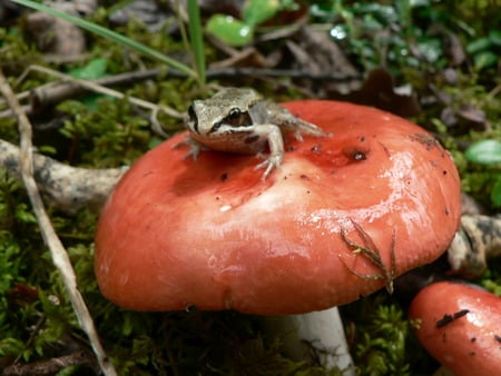 Toad Stool - frogs, mushrooms, reptile, nature