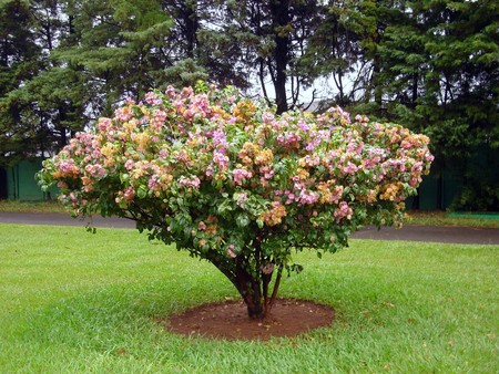 Sorocaba Brasil - flowers, trees, nature, brasil