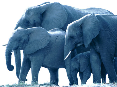 I don't see pink ones, mine are blue ;) - animals, fantasy, water, elephant, elephants