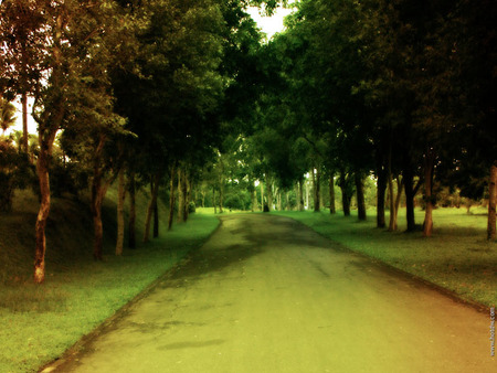 long greenery  - windy, trees, grass, path, road