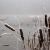 Frosted Cat-Tails