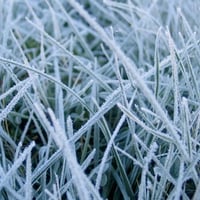 Frosted Grass In Blue