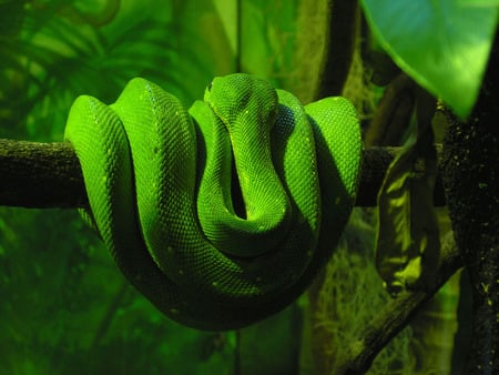 Coiled in Green - rain forest, trees, snakes, nature