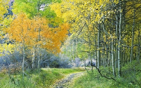 Aspen Forest in Eastern Sierra !!! - nature, yellow, forest, green, plant, tree