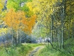 Aspen Forest in Eastern Sierra !!!