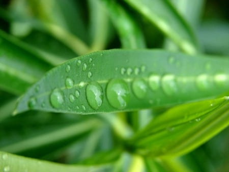 Perles de pluie - perles-de-pluie