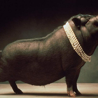 fancy black pig