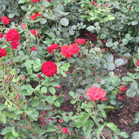 Red wild roses at the park 