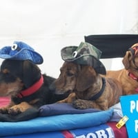 Puppy Hats