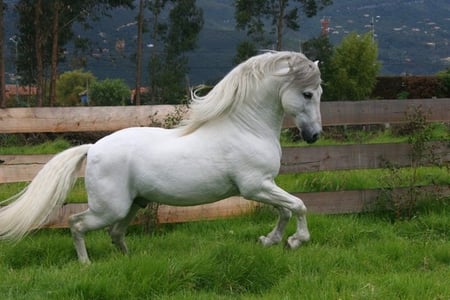 Spanish Beauty - white, horses, spanish, grey, andalusian