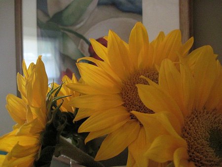 Sunflower surprise - sunflower, yellow, forever, sunshine, love, magical, surprise, happy