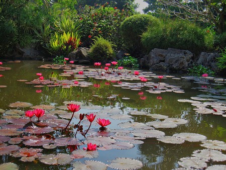 Synchronized Lilies - pretty, waterlilies, shrubs, plants, pink, rocks