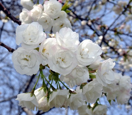 The Wonder of White - pretty, branches, blue, blossom, beautiful, flower, tree, white, sky