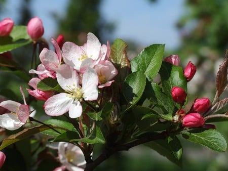 Apple Blossom Time - buds, pretty, pink, leaves, green, blossom, tree