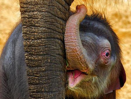 Me and Mum - young, elephant, gorgeous, baby, beautiful, trunk, cute