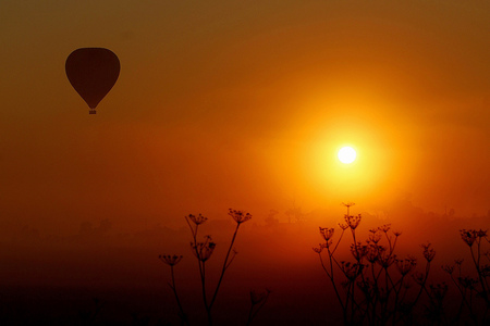 Glow... - ballon, image, beautiful, flowers, glow, sunset, nature, background, golden, sun