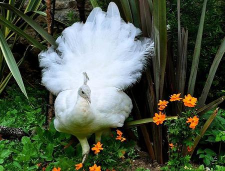 Waiting for my Feathers to Grow - white, peacock, beautiful, flowers, stunning, bird