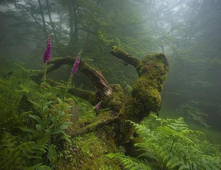 Long Gone - dead, trees, foxgloves, sad, roots, moss, mist, ferns