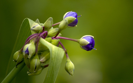 Flowers - bouquet, flower, purple, nature