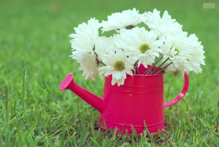 still life - watering can, garden, still life, daisies, grass