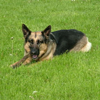 German Shepherd