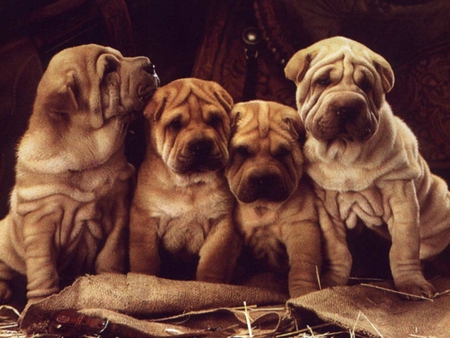 Sharpei - sweet, sharpei, puppy, dog