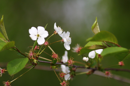 Cherry blossoms - blossom, summer, flower, cherry