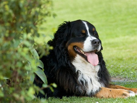 Bernese mountain dog - animal, cute, bernese mountain, dog, grass, puppy