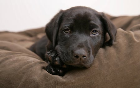 Sweet labrador - black, animal, cute, dog, puppy