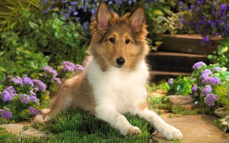 Dog in the garden - puppy, dog, animal, garden, cute, flower