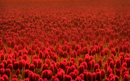 SPRING SPIRIT - red, tulips, flowers, field, spring