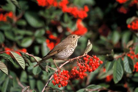 birds - hammock, paradise, britney spears, seagull