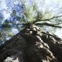 The great tree love