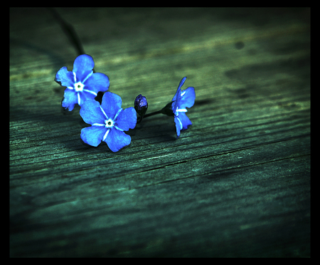 áƒ¦â™¥â€¢ Blue flowers â€¢â™¥áƒ¦ - flowers, blue, flower, beautiful