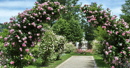 rose arbor - arbor, garden, roses, pink