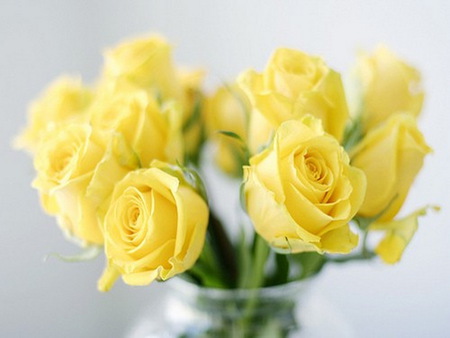 Yellow roses - still life - yellow, roses, green, flowers, sunny, vase