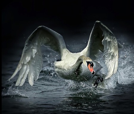 Ready for Take Off - white, swan, bird, water, action, grey, droplets