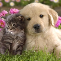 Cutest Picture Of Puppy & Kitten