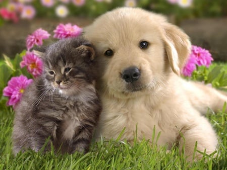 Cutest Picture Of Puppy & Kitten - kittens, animals, cats, dogs, flowers, puppies