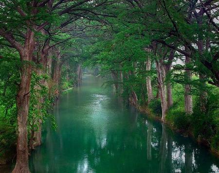 Tranquil Waters - trees, peace, water, arched, reflections, quiet, green, leaves, idyllic, trunks