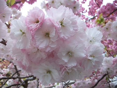 Perfection - white, pretty, pink, petals, beautiful, flowers, blossom, tree