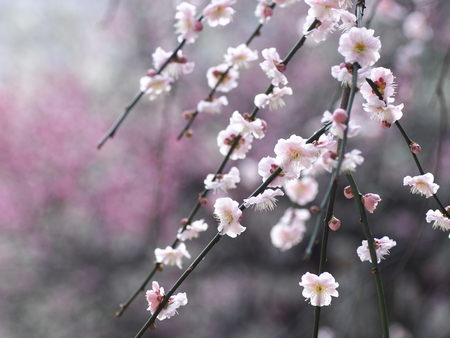 Bloom-Spring - white, nature, bloom, beautiful, flowers, flower, spring