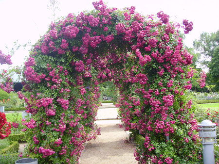 rose arbor - roses, nature, arbor, garden, pink