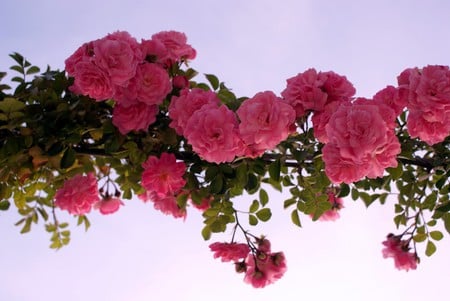 roses on the sky - sky, flowers, roses, pink