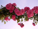 roses on the sky