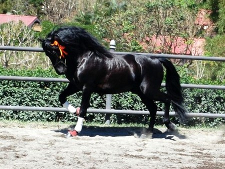 Shiny Beauty 1 - horses, spanish, andalusian, black, shiny