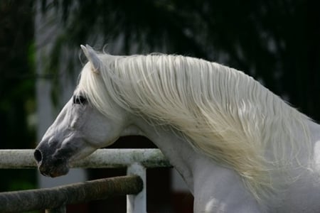 Andalusian Close-Up - horses, white, andalusian, spanish